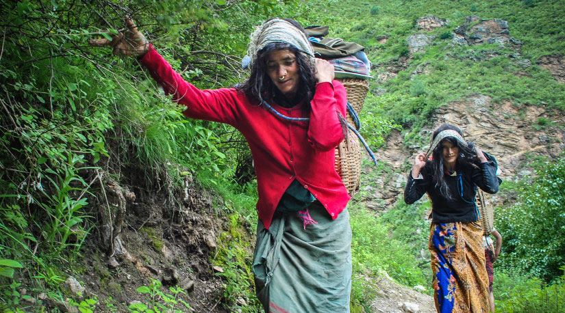 एक छाक टार्न भारी नै बोक्नुपर्ने हुम्ली महिलाको पीडा