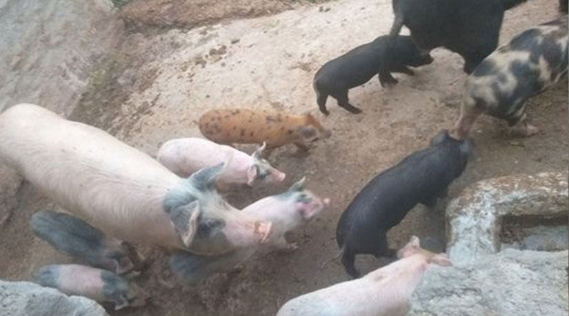 एकल महिलाको साहस, गरे के हुँदैन?